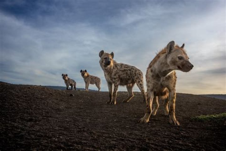 Are there hyenas in the Americas?
