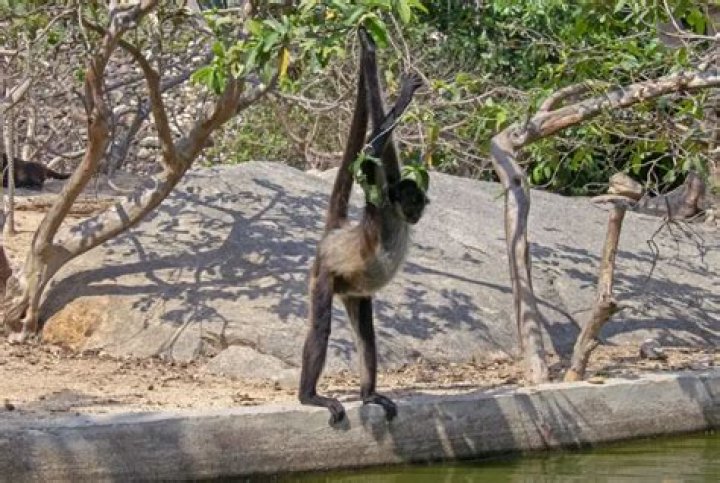 Are there monkeys in Puerto?