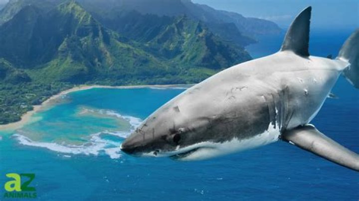 Are there sharks in Valhalla?