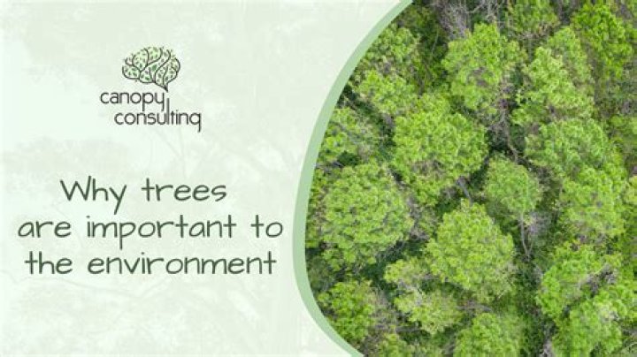 Are trees aware of humans?