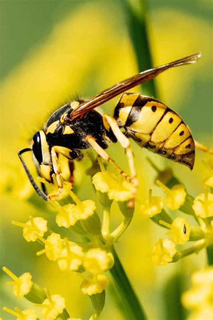 Are wasps holometabolous?