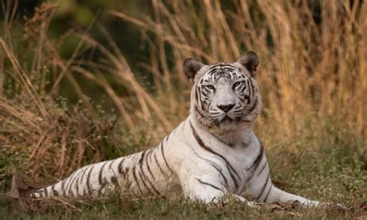 Are white tigers extinct?