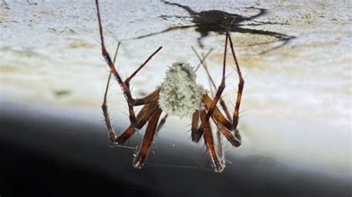 Are zombie spiders alive?