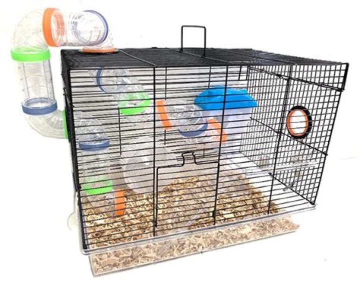 Can 2 hamsters be in the same cage?