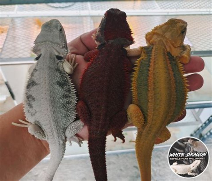 Can a bearded dragon have cauliflower?