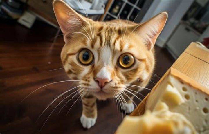Can a cat eat cheese?