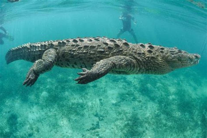 Can a crocodile be a pet?