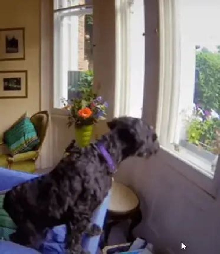 Can a dog be left alone for 8 hours?