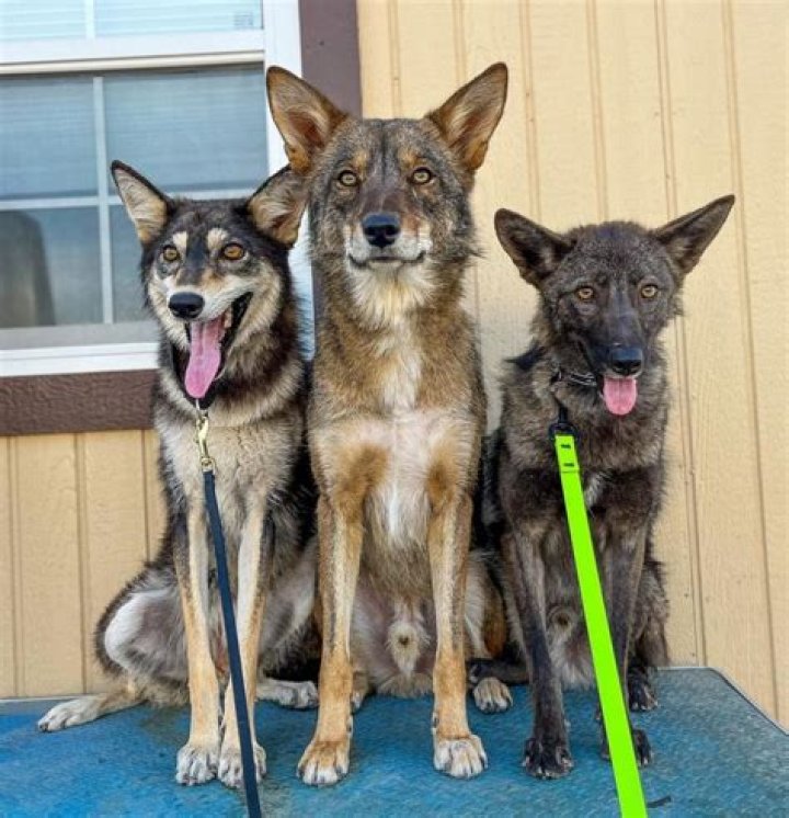 Can a dog sense a coyote?