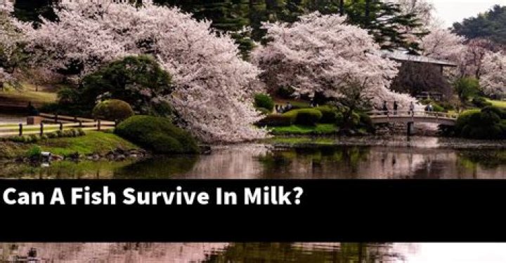 Can a fish swim in milk?