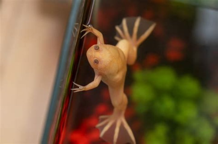 Can a frog live in a fish tank?