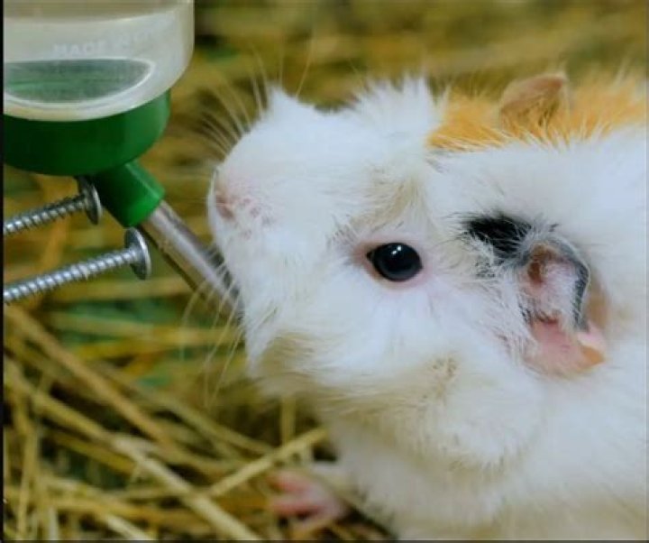 Can a guinea pig drink from a bowl?