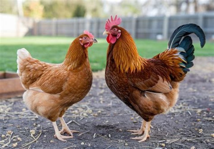 Can a hen turn into a rooster?