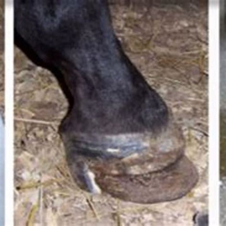 Can a horse fully recover from laminitis?