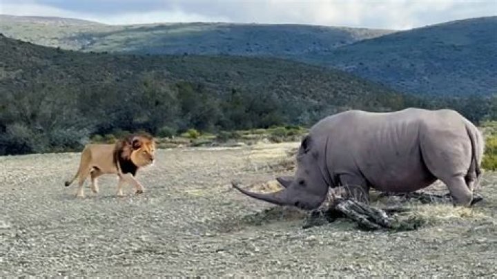 Can a rhino beat a lion?