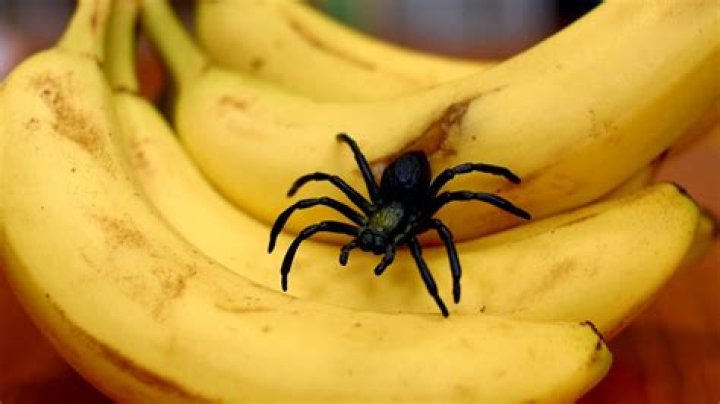 Can a spider be inside a banana?