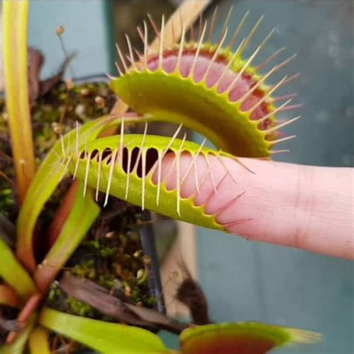 Can a Venus flytrap hurt a human?