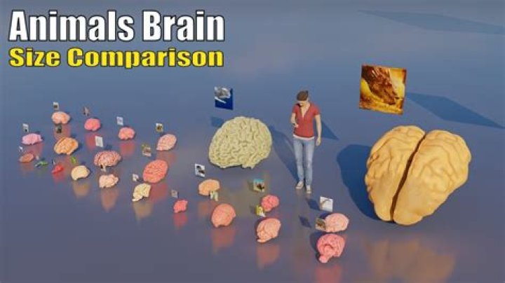 Can ants enter human brain?