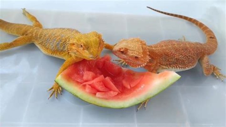 Can bearded dragons have watermelon?