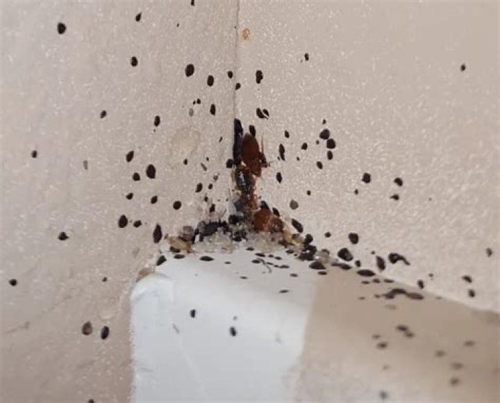 Can bed bugs go through walls?