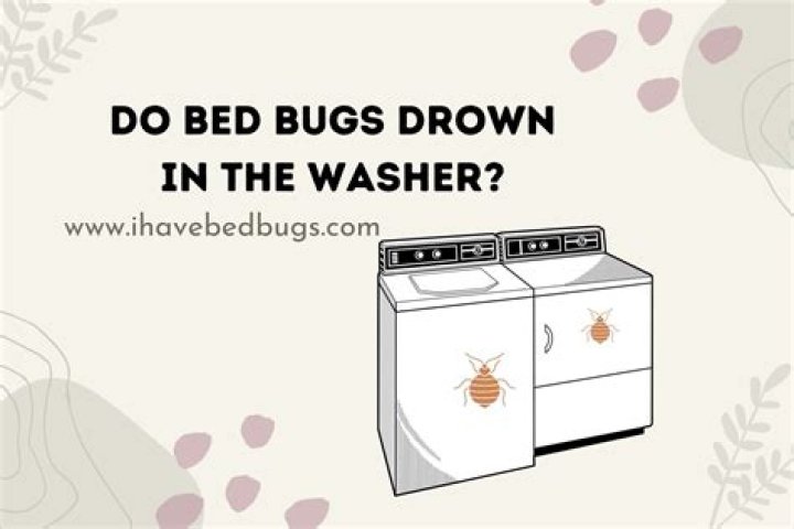 Can bed bugs live in your washing machine?