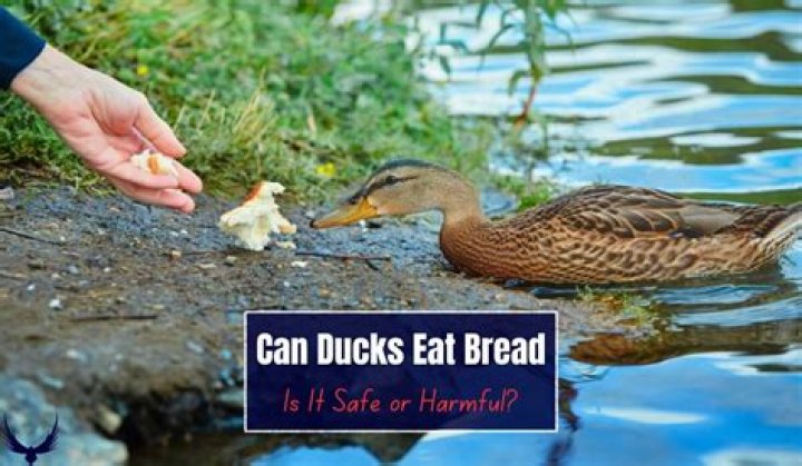 Can birds digest bread?