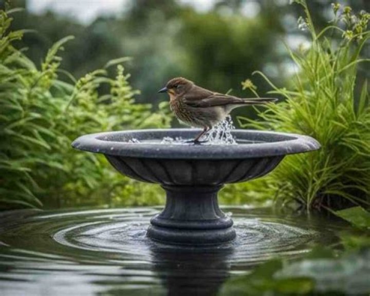 Can birds drown in a bird bath?