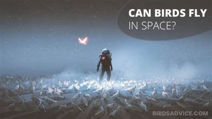 Can birds fly in space?