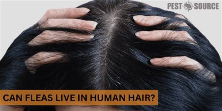 Can cat fleas lay eggs in human hair?