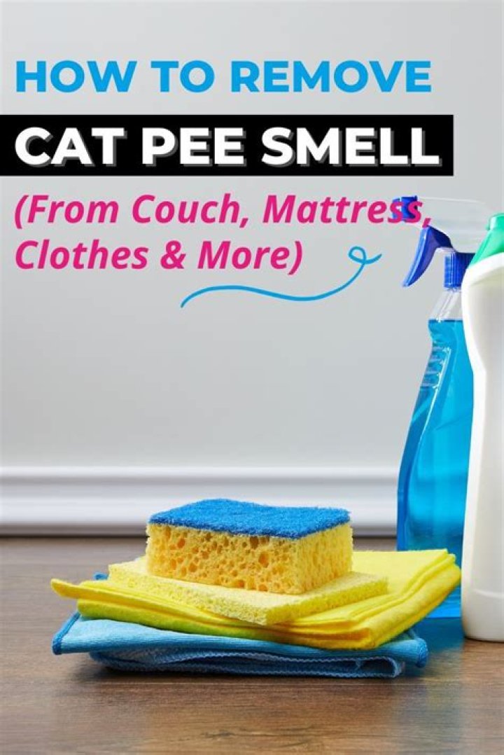 Can cat pee smell make you ill?