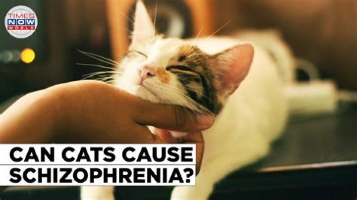 Can cats be schizophrenic?