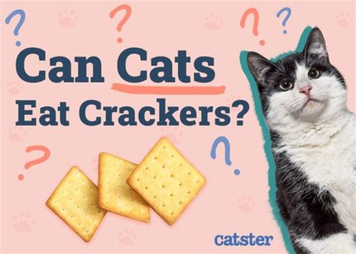 Can cats eat crackers?
