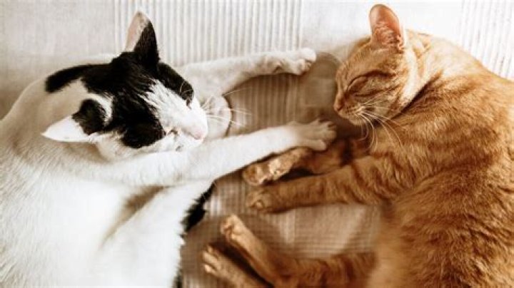 Can cats get mad at you for leaving?