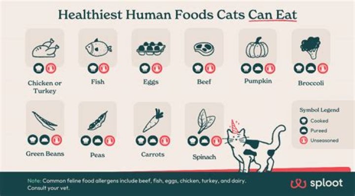 Can cats have human food as a treat?