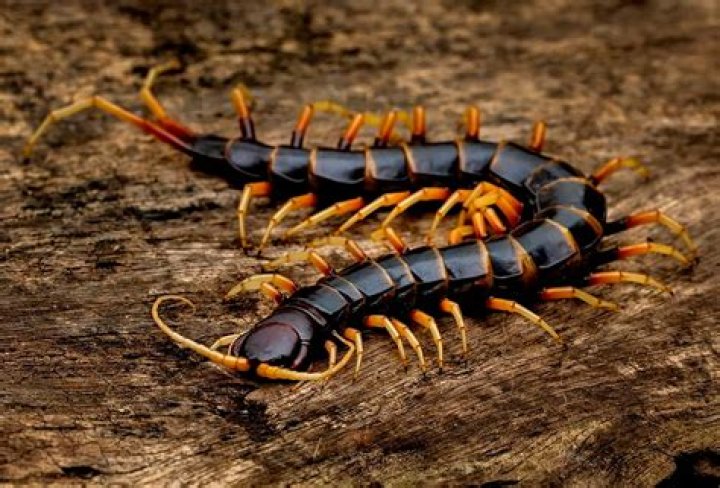 Can centipedes climb up drains?