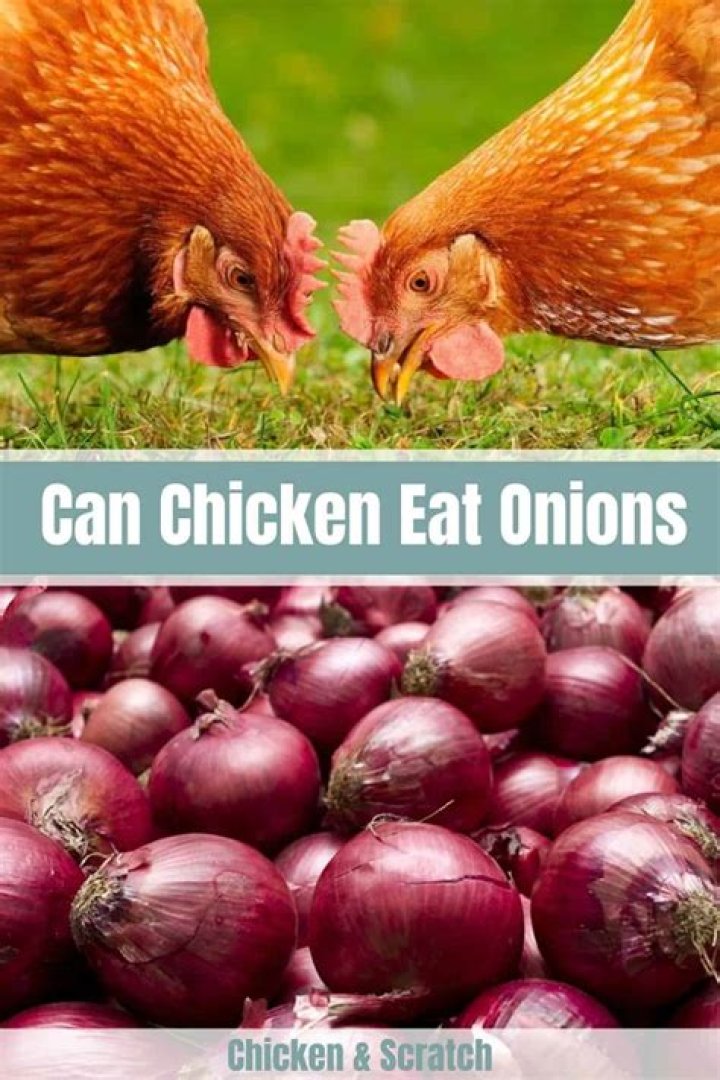 Can chickens eat onions?