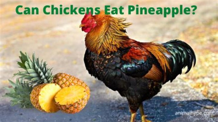 Can chickens eat pineapple?