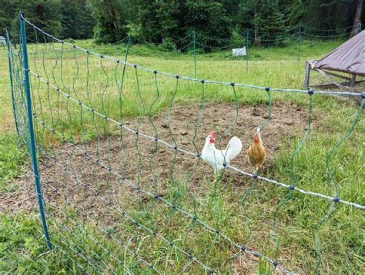 Can chickens fly electric netting?
