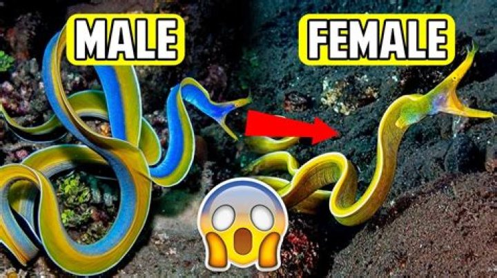 Can cuttlefish change gender?