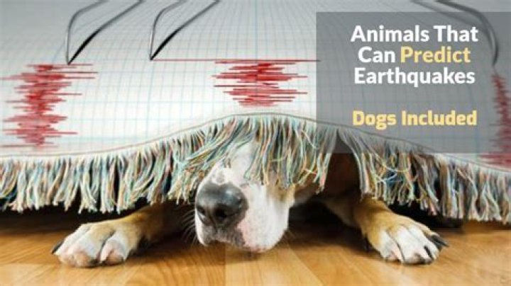 Can dogs detect cockroaches?