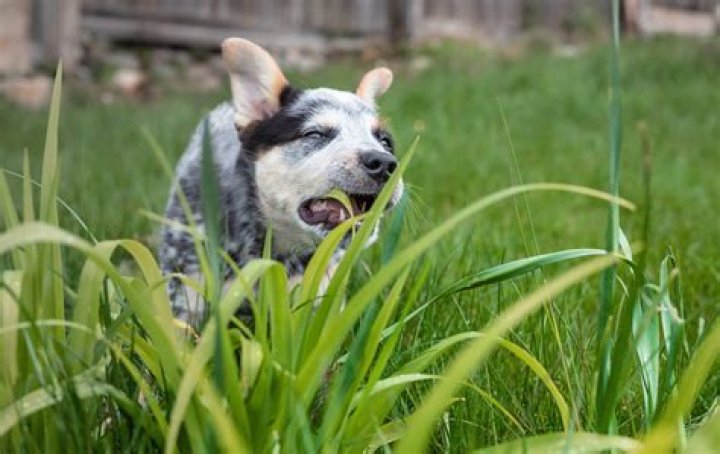 Can dogs eat grass and moss?