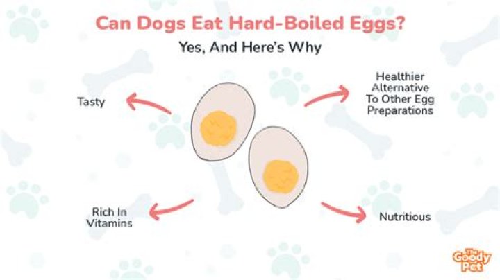 Can dogs eat hard-boiled eggs?