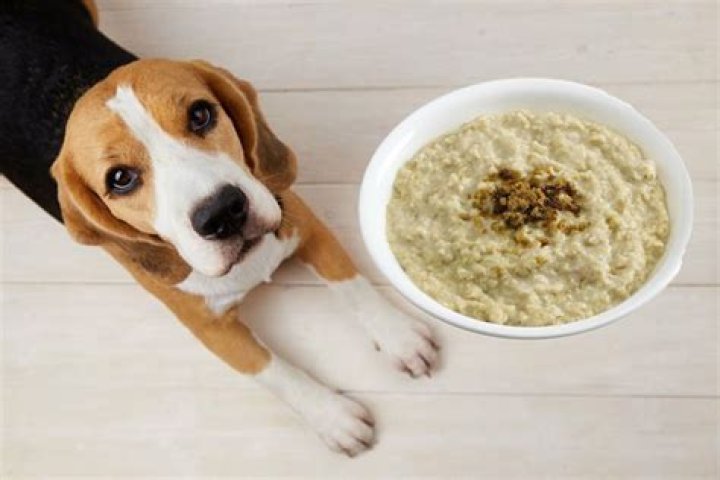 Can dogs eat oatmeal?