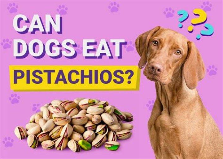 Can dogs eat pistachios?