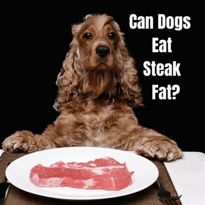 Can dogs eat spit up?