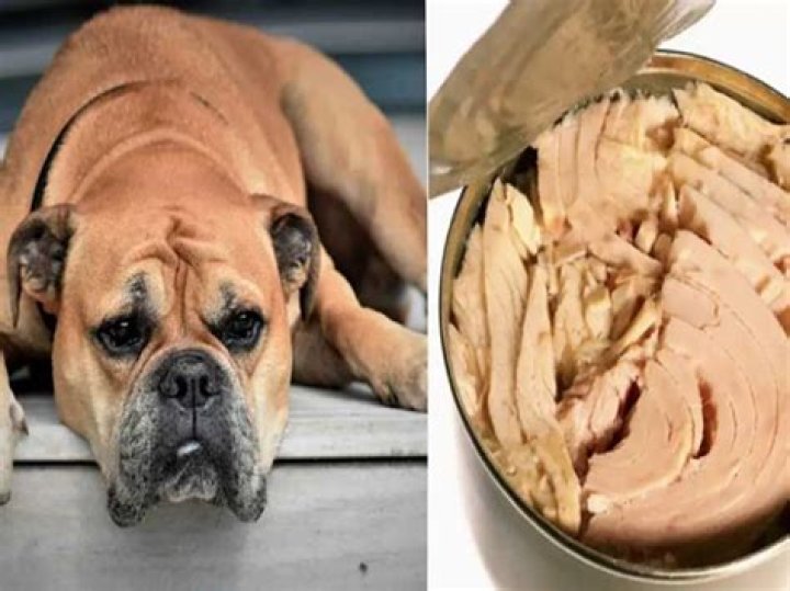 Can dogs eat tuna?