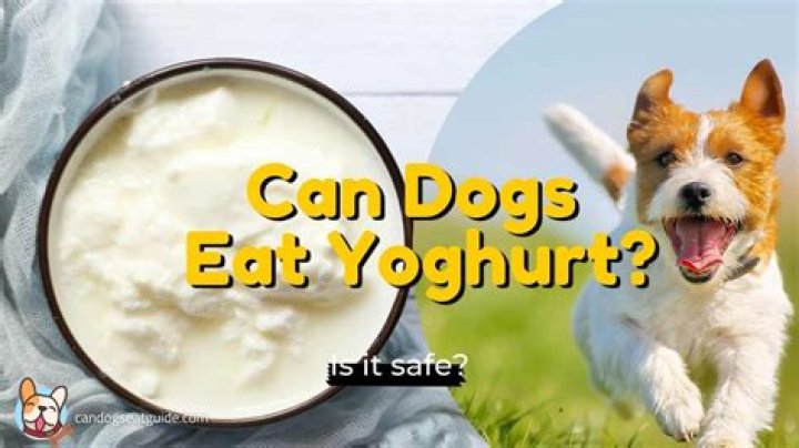 Can dogs eat yoghurt?