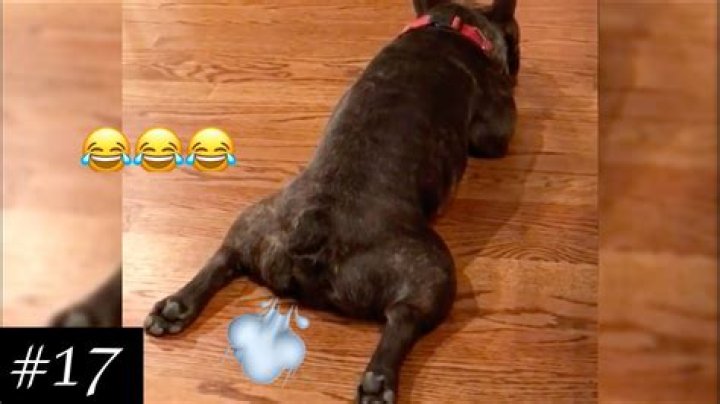 Can dogs fart?