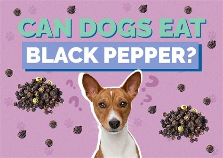 Can dogs have black pepper?