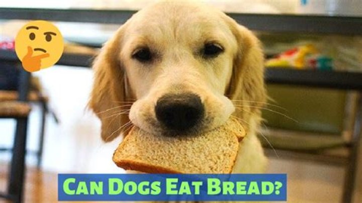 Can dogs have bread?